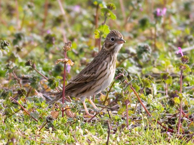 Vesper Sparrow